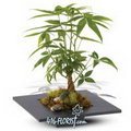 Pachira Aquatica Bonsai